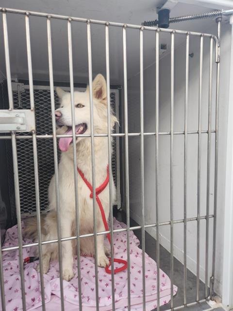 A1239209 - Great Pyrenees available for adoption
