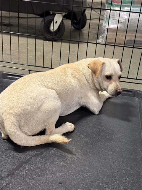 *DECLAN - Chihuahua available for adoption