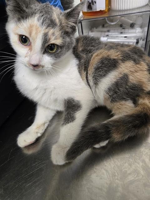 WASABI - Domestic Short Hair available for adoption