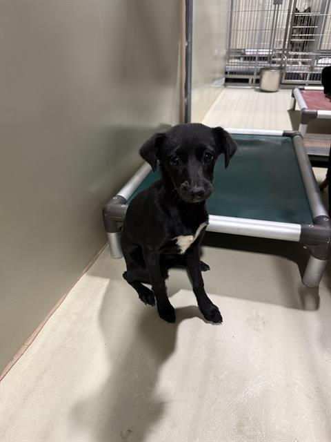 A1252824 - Chihuahua available for adoption