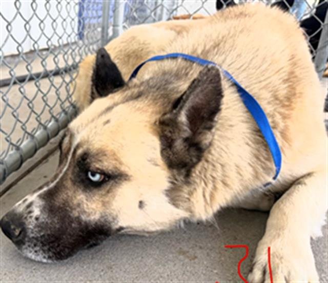 *BLUEY - Siberian Husky available for adoption