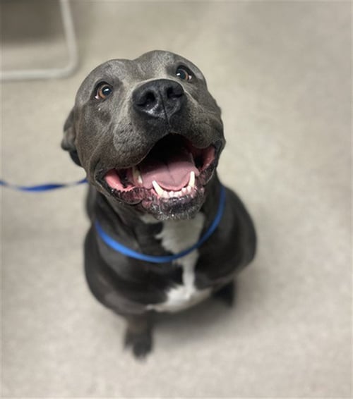 BUBBY - Pit Bull Terrier available for adoption