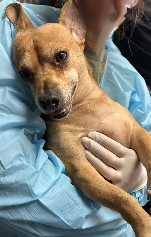 *BREAD - Chihuahua available for adoption