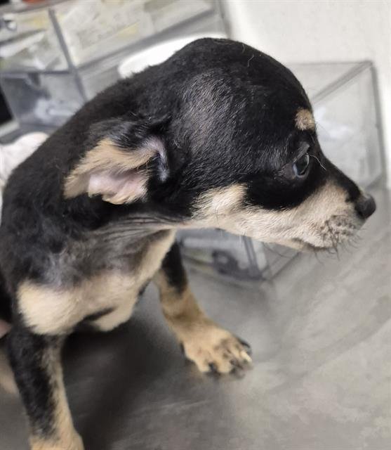 A1241885 - Chihuahua available for adoption