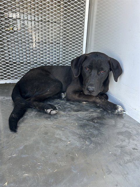 *BAM - Labrador Retriever / German Shepherd Dog available for adoption