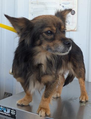 *TRAVOLTA - Papillon available for adoption