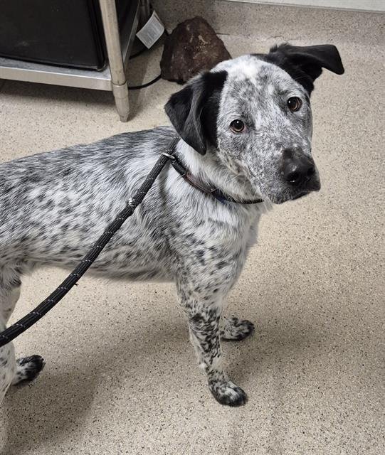ZORRO - Australian Cattle Dog/Blue Heeler available for adoption