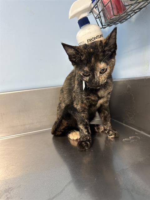 *AMETHYST - Domestic Short Hair available for adoption