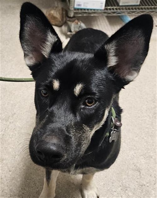 BENNY - German Shepherd Dog available for adoption