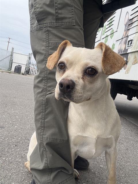 A1241713 - Chihuahua / Pug available for adoption