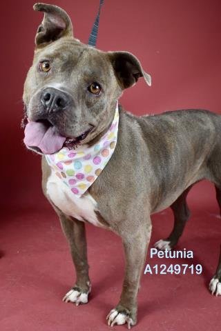 PETUNIA Image