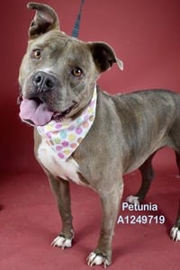 PETUNIA - Photo 1