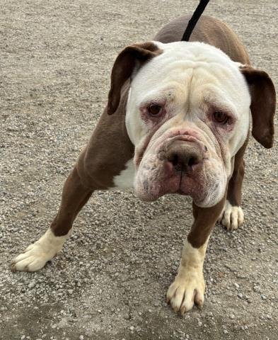 *BOP - American Bulldog available for adoption