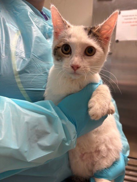 A1239621 - Domestic Short Hair available for adoption