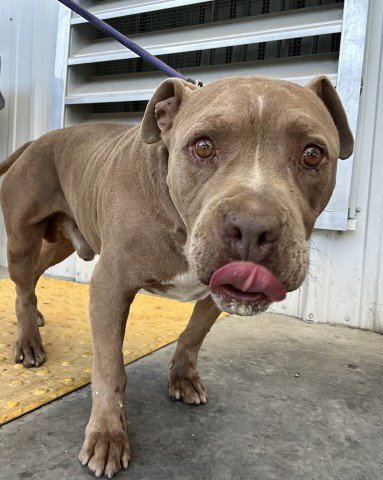 *HUGO - Pit Bull Terrier available for adoption