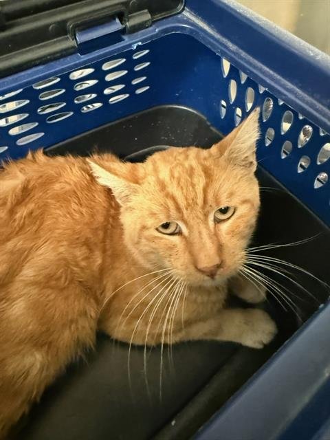 A1242702 - Domestic Short Hair available for adoption