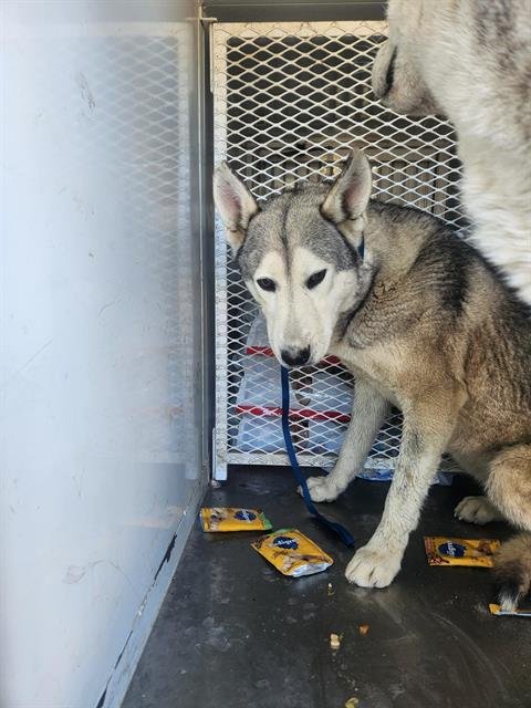 *LOONA - Husky available for adoption