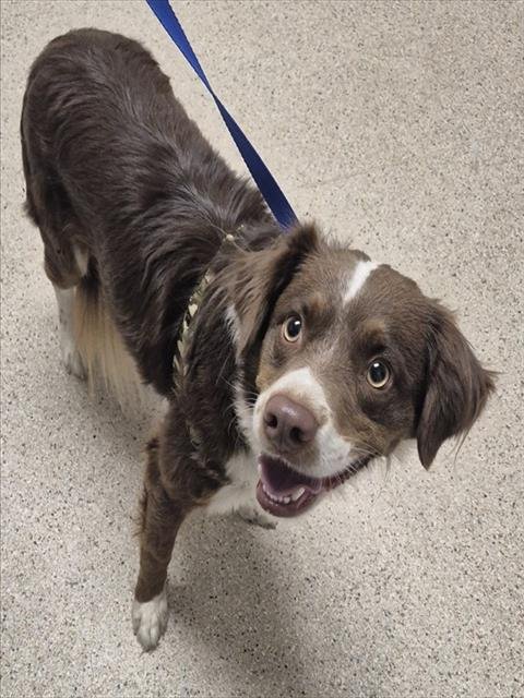 BAILEY - Border Collie available for adoption