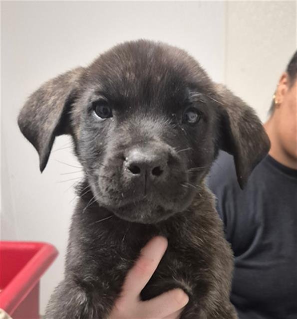 BUSTER - Cane Corso Mastiff available for adoption