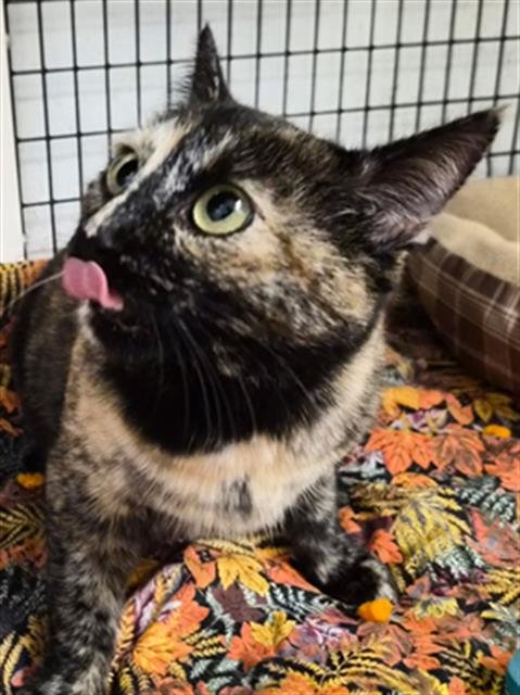 *GABBY - Domestic Short Hair available for adoption