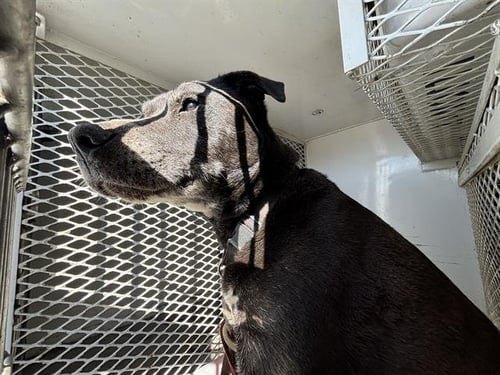 GRIZZLY - Pit Bull Terrier available for adoption