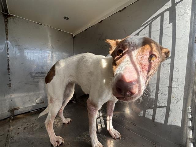 RUTH - Pit Bull Terrier available for adoption