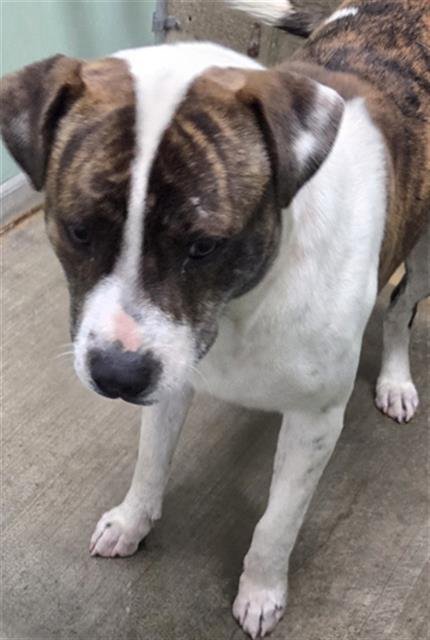 DJ - Pit Bull Terrier available for adoption