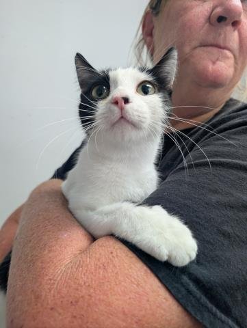 SILHOUETTE - Domestic Medium Hair available for adoption