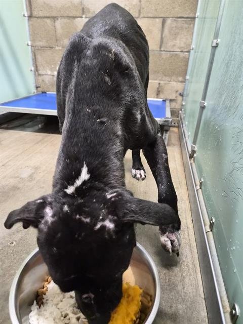 ÃOÃO - Pit Bull Terrier available for adoption