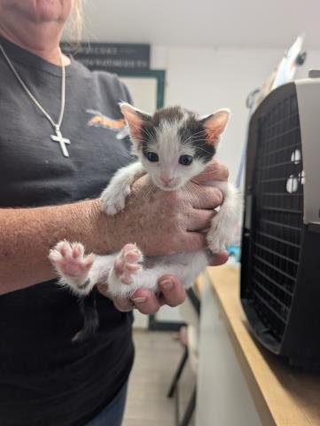 *SHADOW - Domestic Medium Hair available for adoption