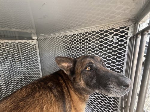 REX - Belgian Shepherd Malinois available for adoption