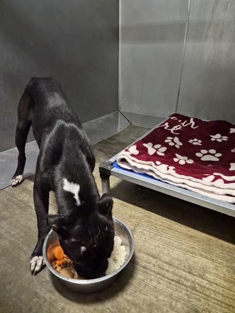 LITTLE MAN - Pit Bull Terrier available for adoption