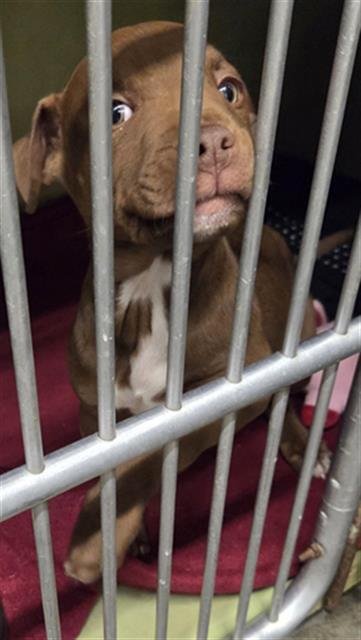 *JOBE - Pit Bull Terrier available for adoption