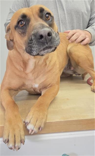 SARA - Pit Bull Terrier available for adoption