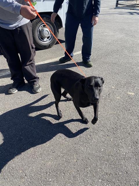 BELLA - Labrador Retriever available for adoption