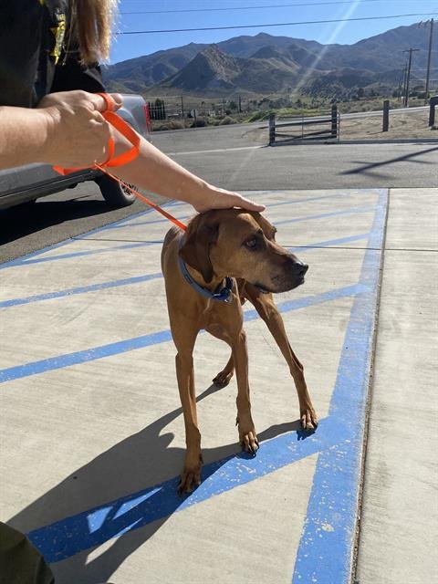 KILO - Rhodesian Ridgeback available for adoption
