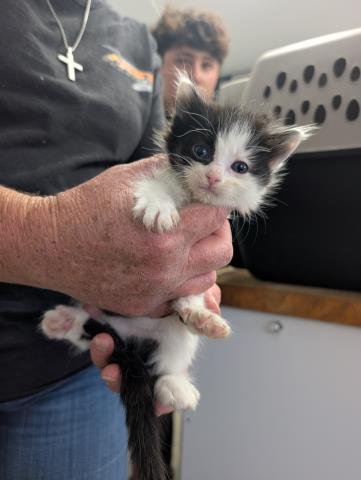 *UMBRA - Domestic Medium Hair available for adoption