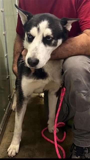 *MARQ - Siberian Husky available for adoption