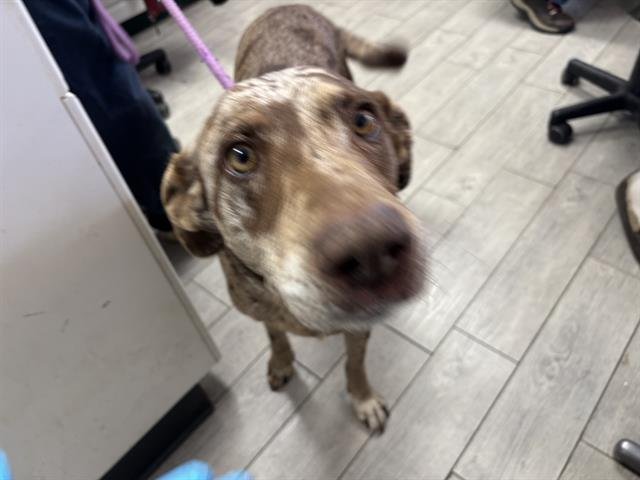 *ALLY/CINNAMON - Catahoula Leopard Dog available for adoption