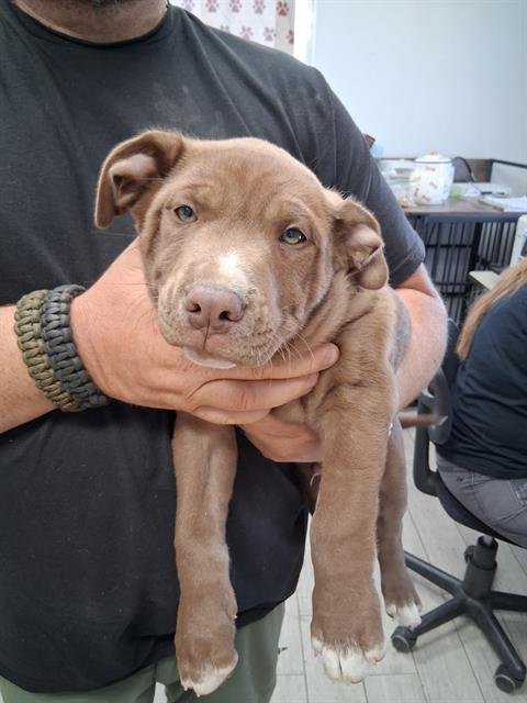 ROLO - Labrador Retriever available for adoption