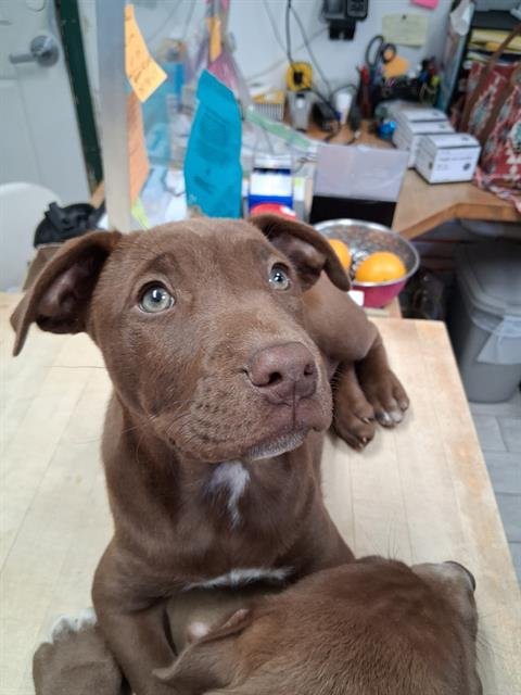 HERSHEY - Labrador Retriever available for adoption