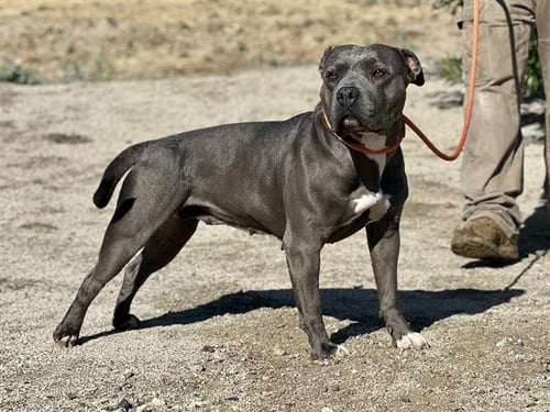 *ALLIE - Pit Bull Terrier available for adoption