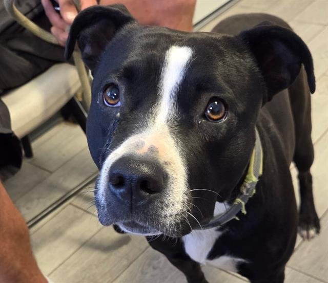 *PANDA - Pit Bull Terrier available for adoption