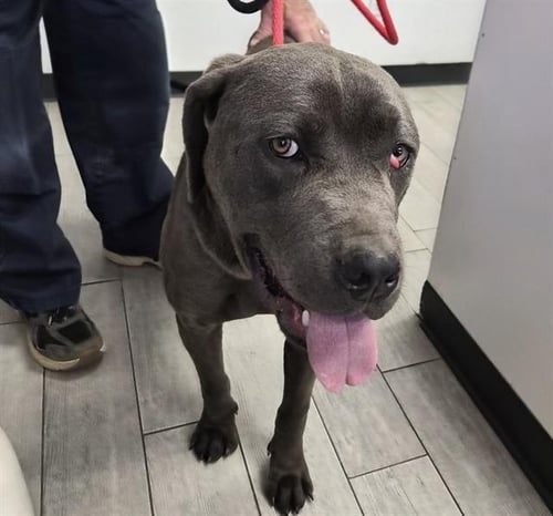 TANK - Cane Corso Mastiff / Pit Bull Terrier available for adoption