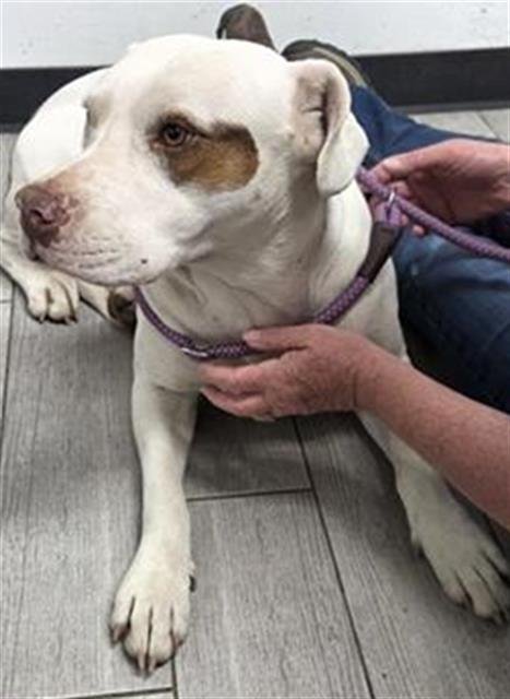 *ANDY - Pit Bull Terrier available for adoption