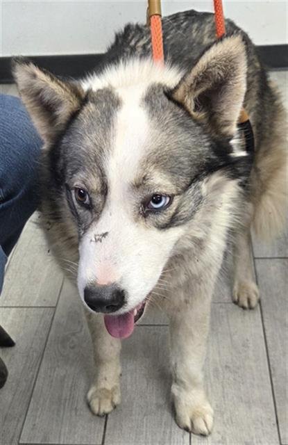 CUTIE PIE - Siberian Husky available for adoption