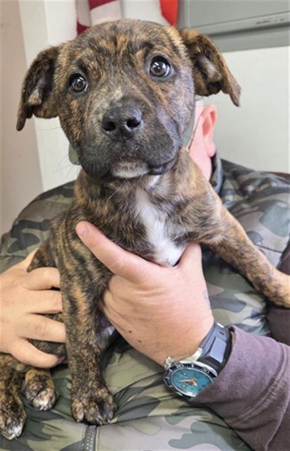 *SIENNA - Mastiff / Pit Bull Terrier available for adoption