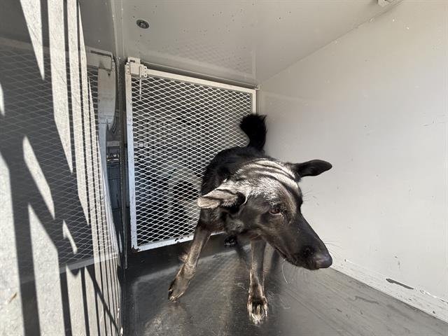 *CHAOS - German Shepherd Dog available for adoption