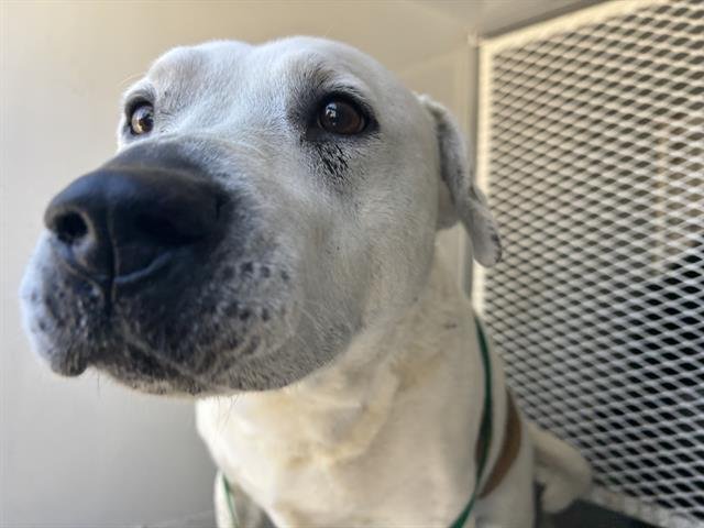 *CASANOVA - Pit Bull Terrier available for adoption