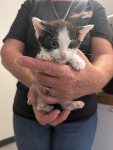 *PHANTOM - Domestic Medium Hair available for adoption